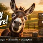 donkey captions for instagram